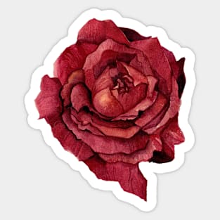 Red Rose Sticker